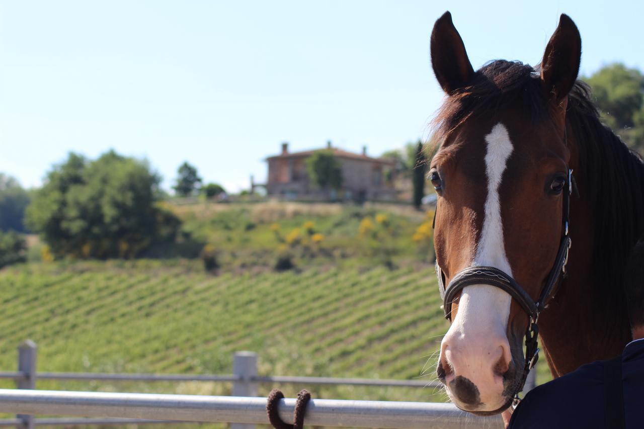 Agriturismo Fattoria Di Monticello San Venanzo Luaran gambar